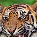 slides/IMG_8301.jpg wildlife, feline, big cat, cat, predator, fur, marking, stripe, sumatran, tiger, eye, mouth, fang, tongue WBCW106 - Sumatran Tiger